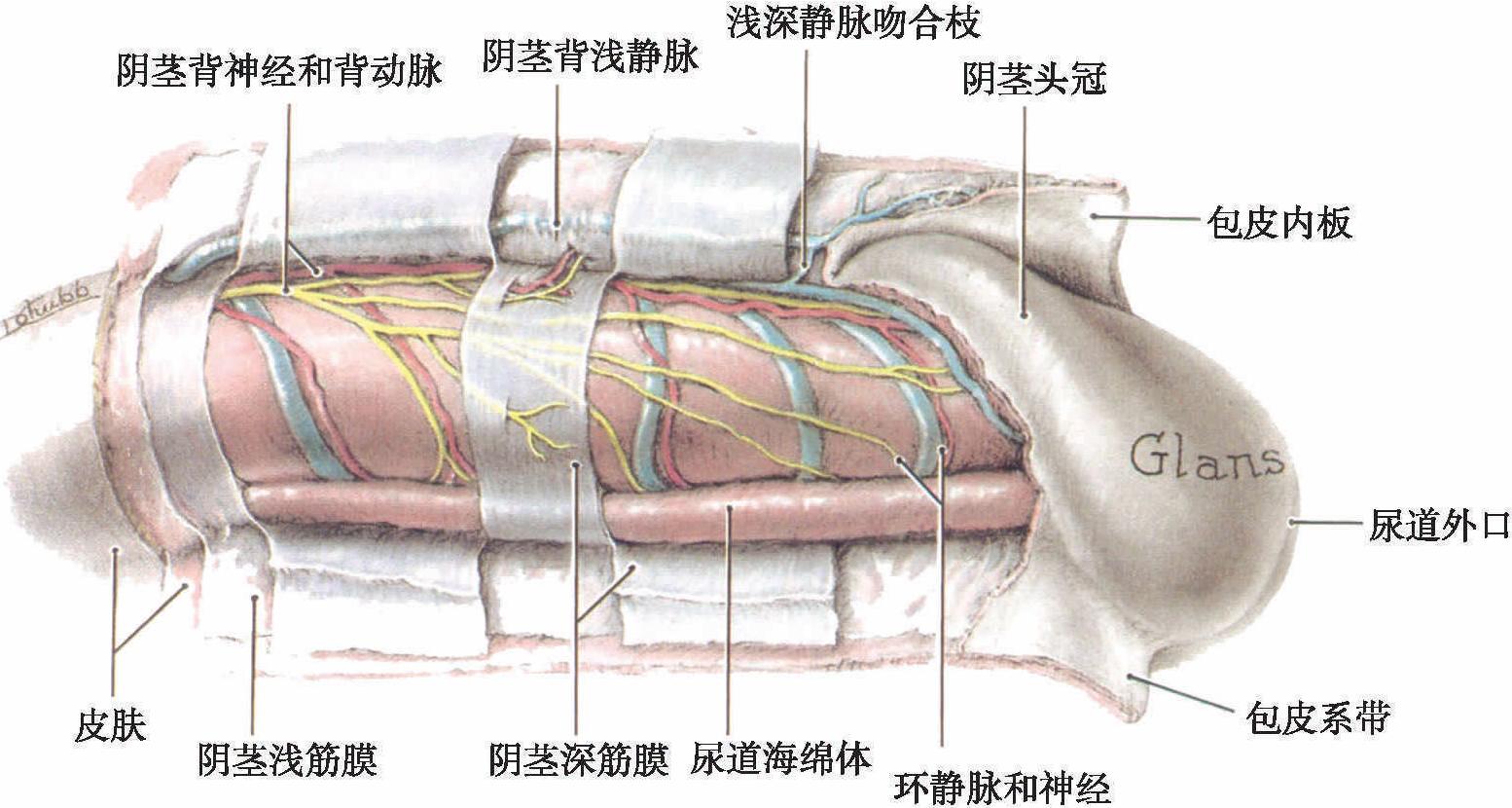 三、阴茎筋膜和悬韧带